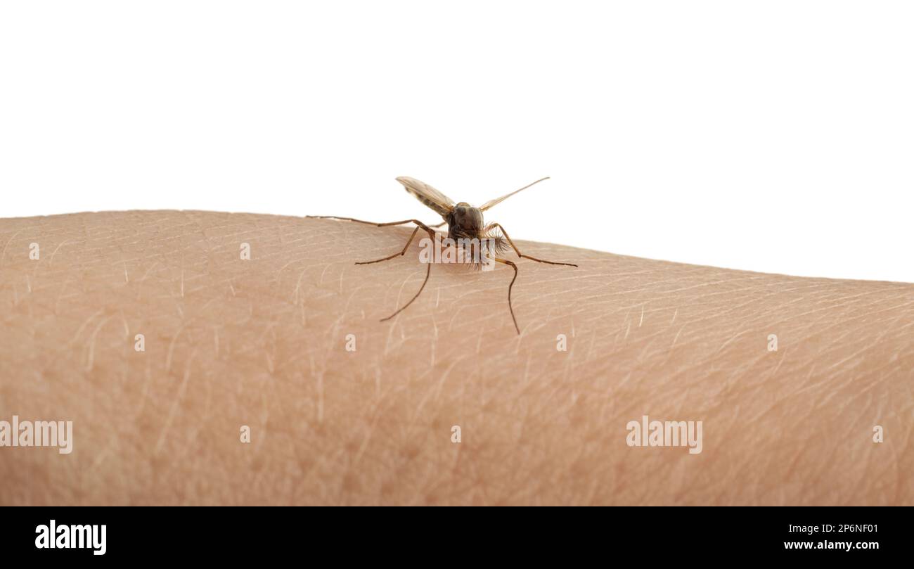 Mosquito on human's skin against white background, closeup Stock Photo ...