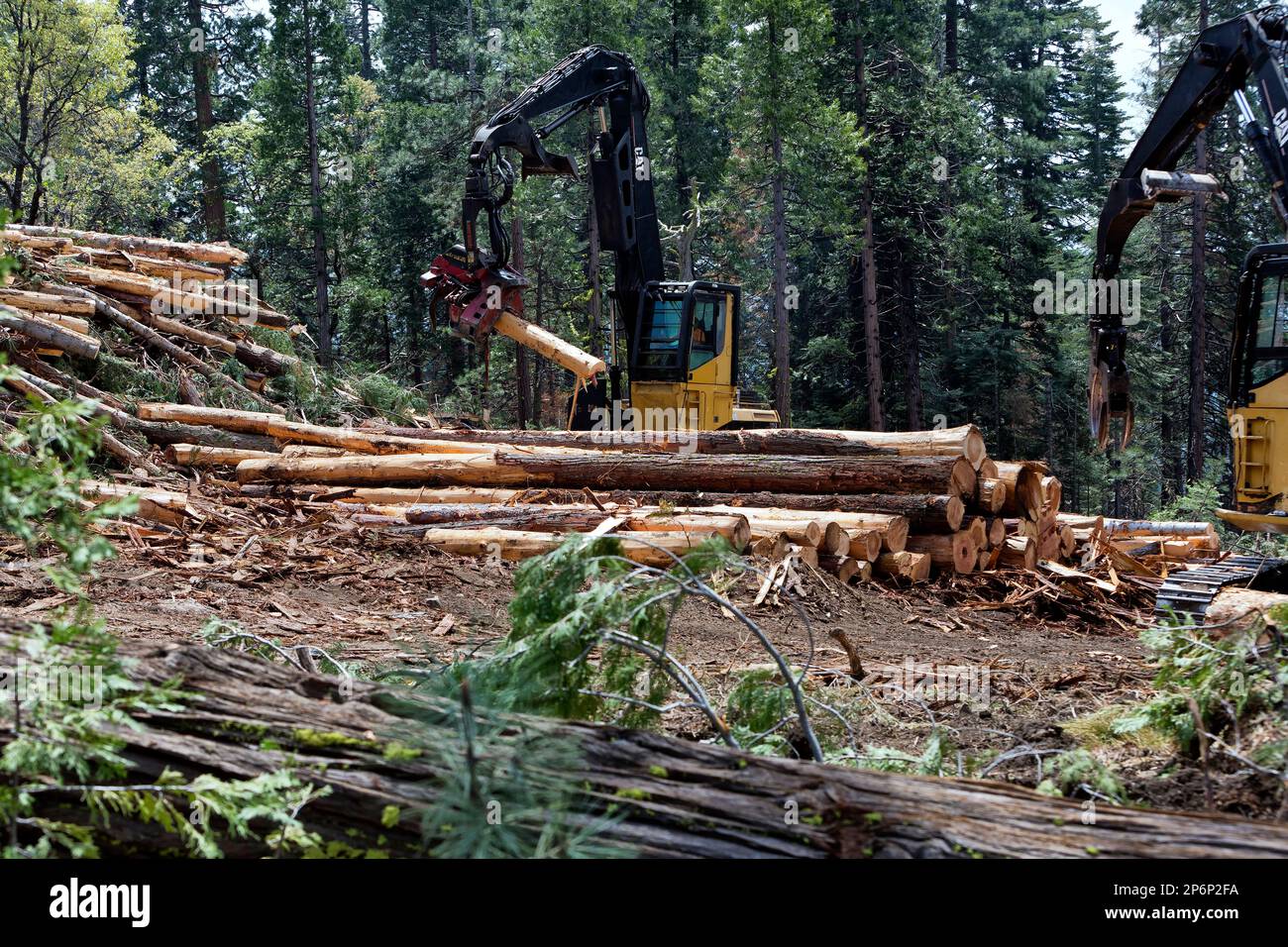 Processing harvested logs, Caterpillar Track Laying Boom Loader & Peeler. Stock Photo