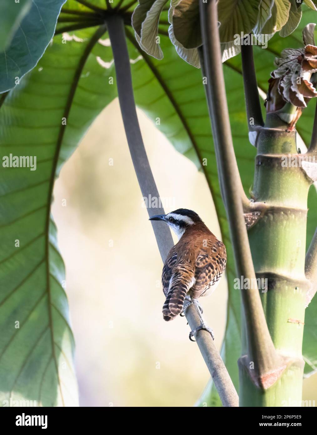 A Rufous-tailed Wren perched in a tropical tree in Costa Rica Stock Photo