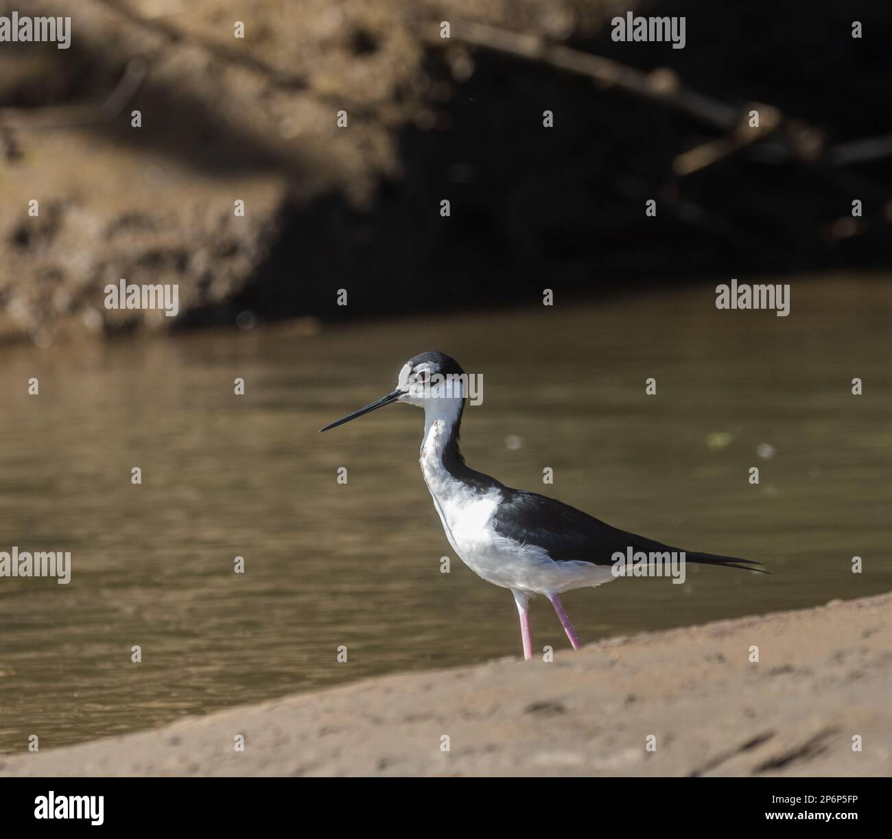 A black-necked Stilt on the bank of the Tarcoles River in Costa Rica Stock Photo