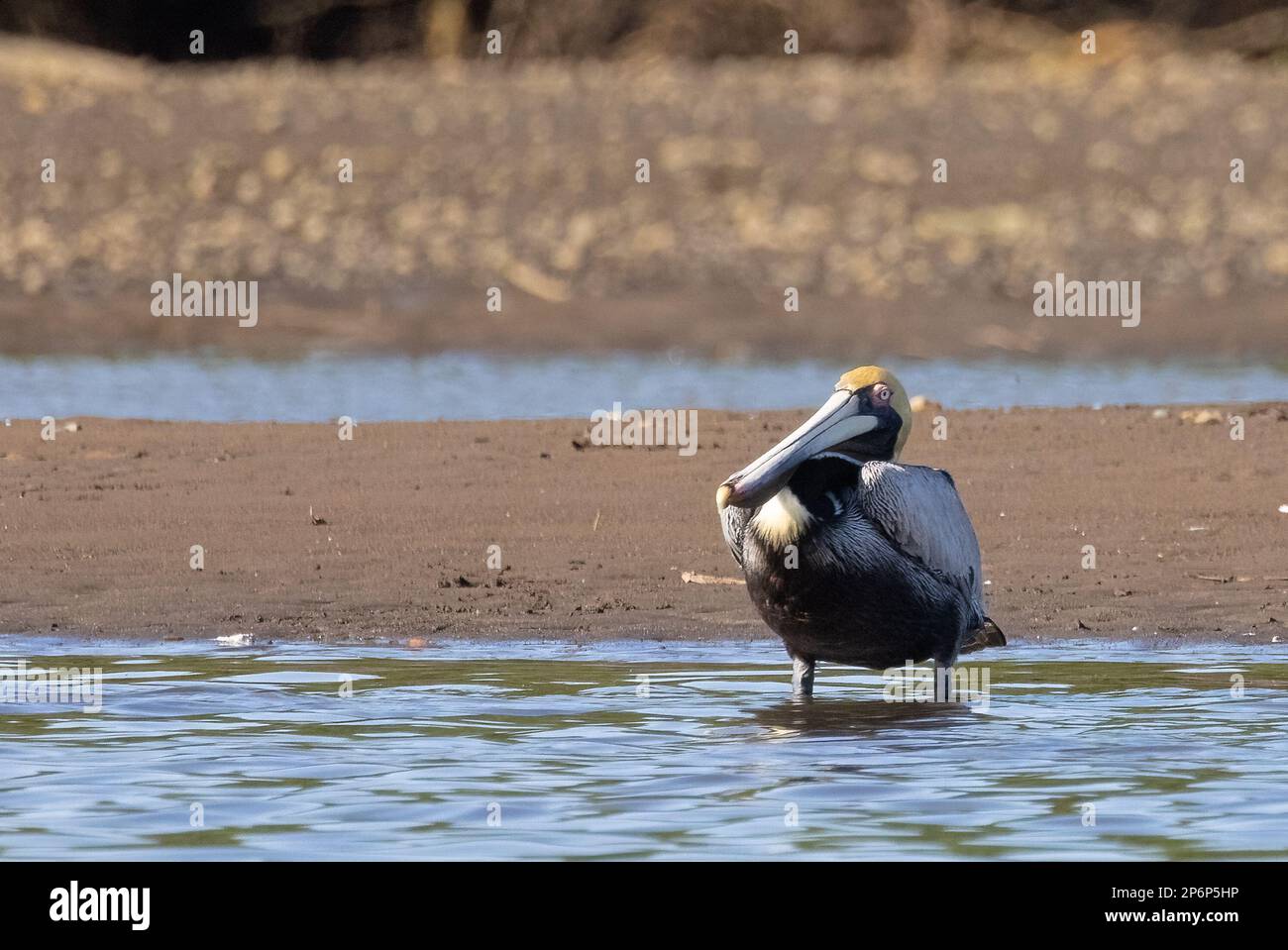 A large Brown Pelican standing in the Tarcoles River in Costa Rica Stock Photo