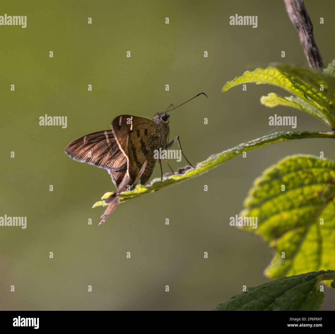 A Long-tailed Skipper on a green plant in Costa Rica Stock Photo