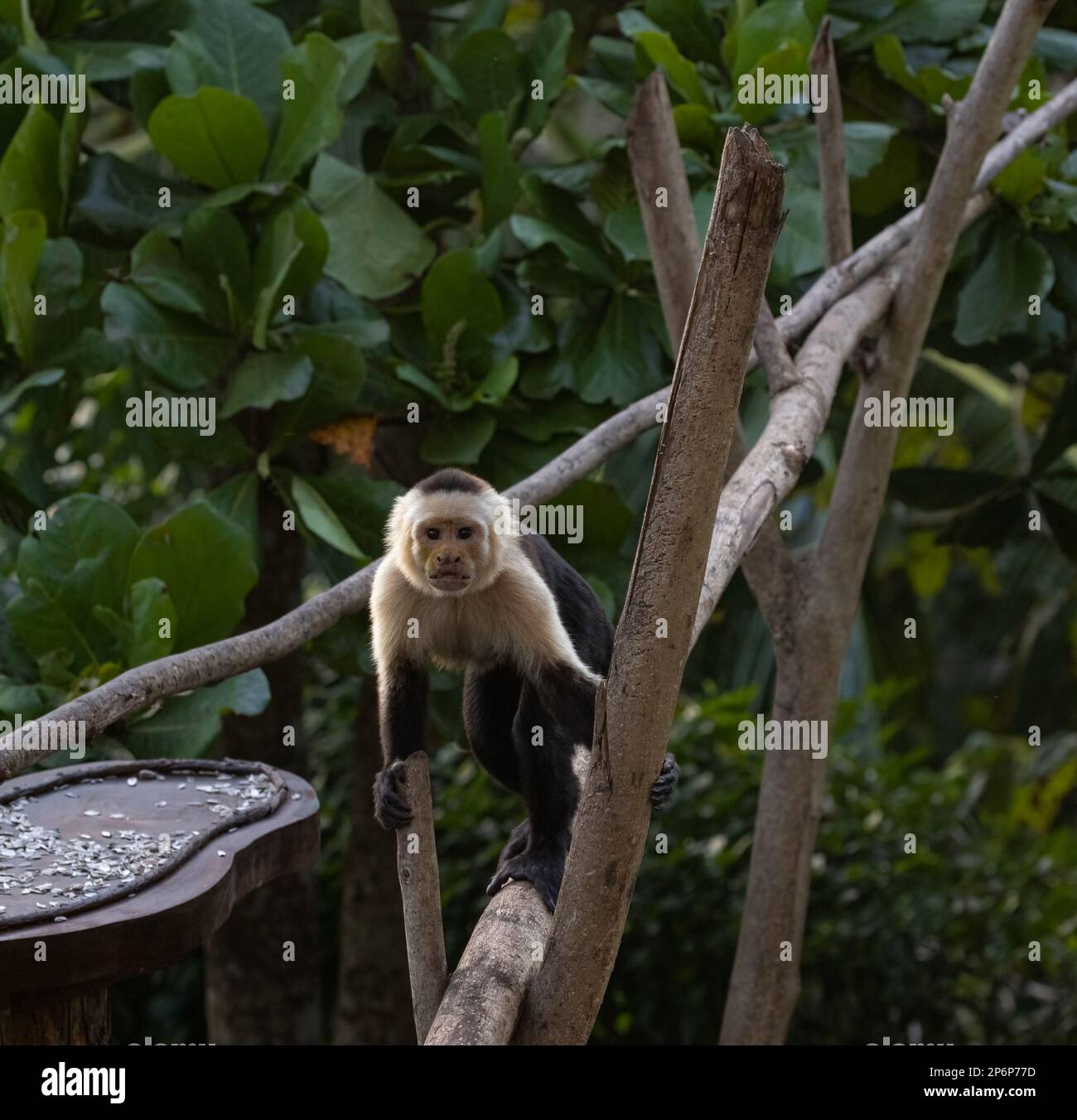 A White-faced monkey in a tree eyeing a tray of fruit in a garden in Costa Rica Stock Photo