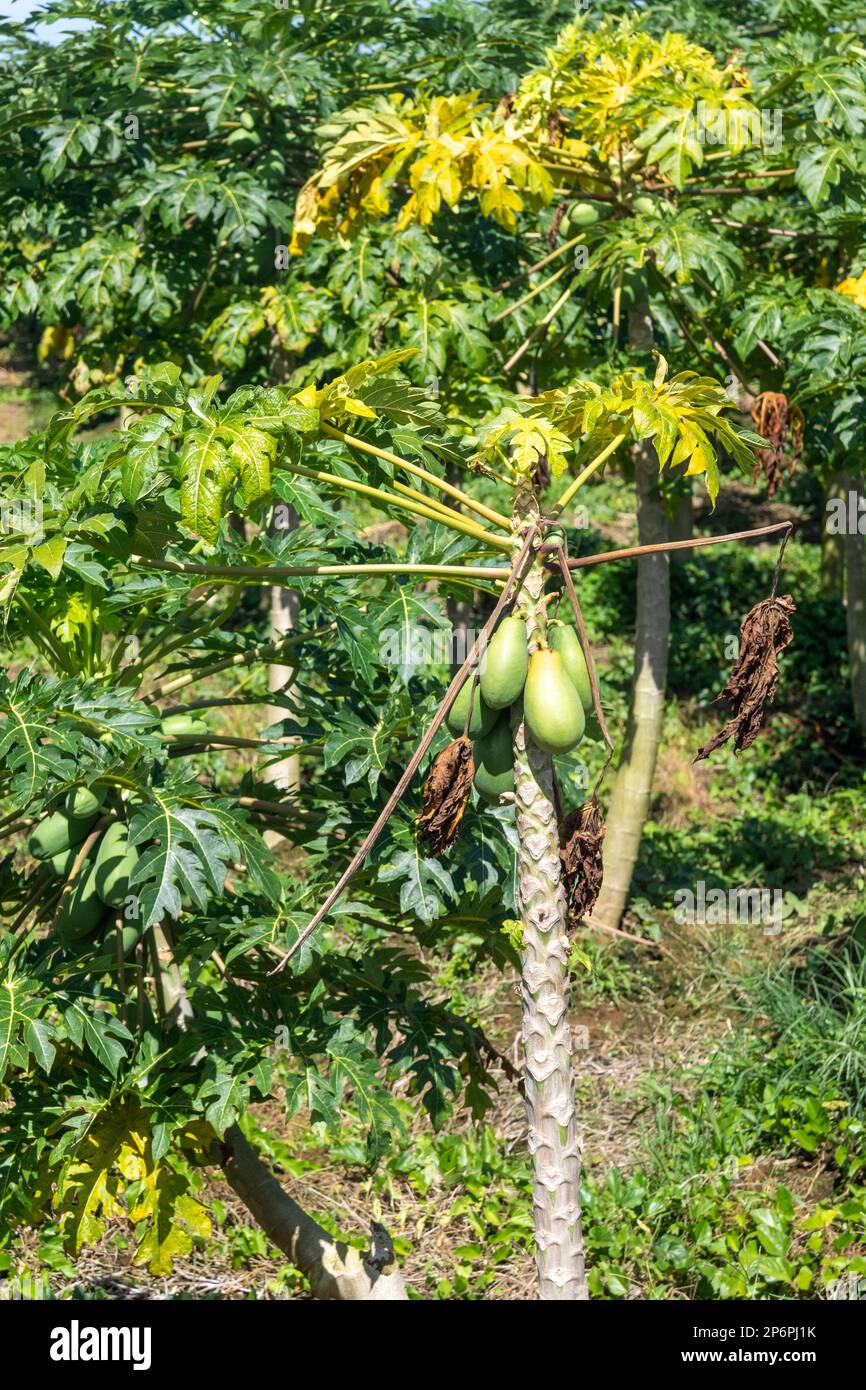 Cariari, Costa Rica - Papayas (Carica papaya) growing in northeastern Costa Rica. Stock Photo