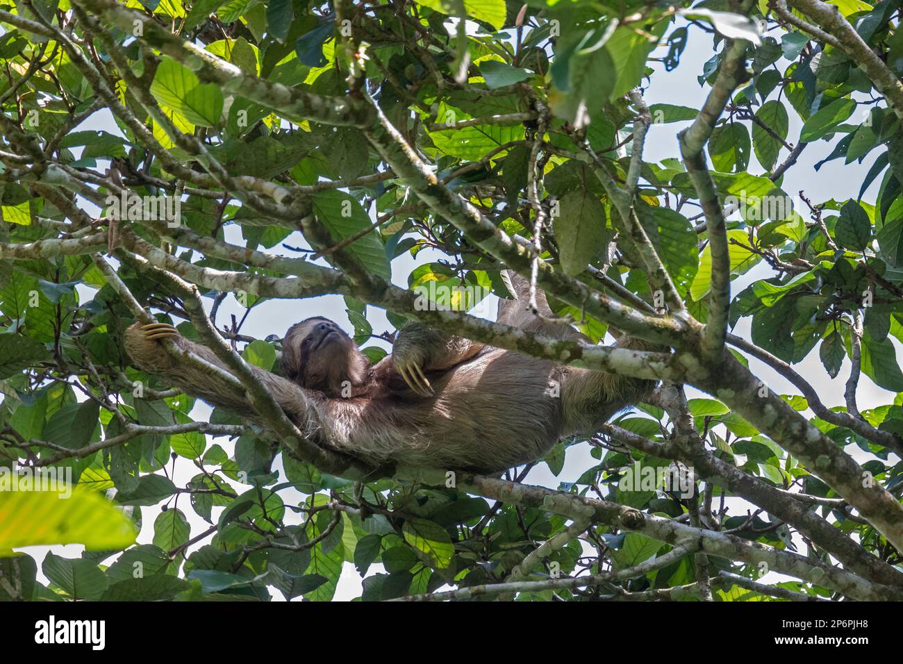Guapiles, Costa Rica - A brown-throated three-toed sloth (Bradypus variegatus). Stock Photo