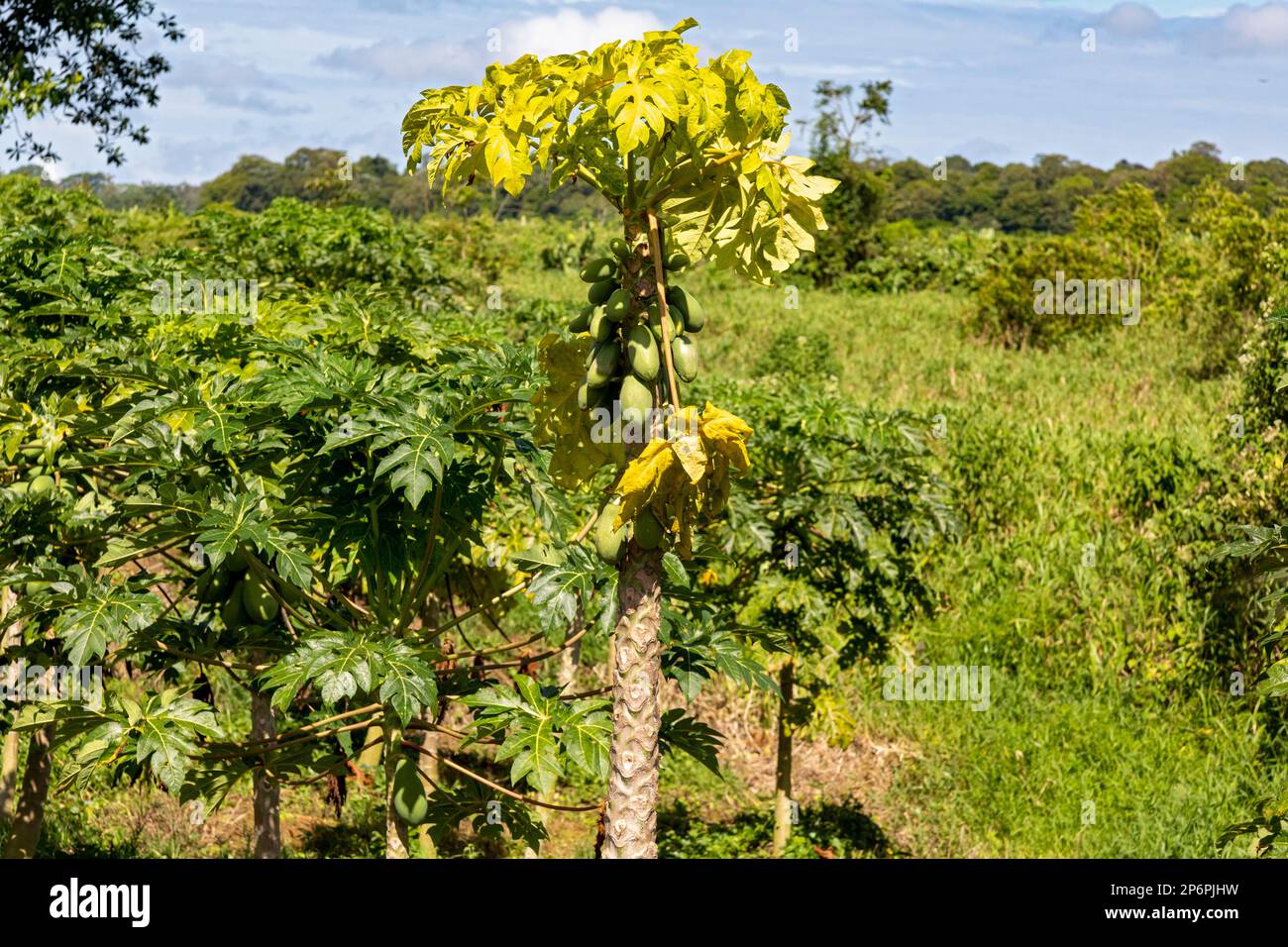 Cariari Costa Rica Papayas Carica Papaya Growing In Northeastern 