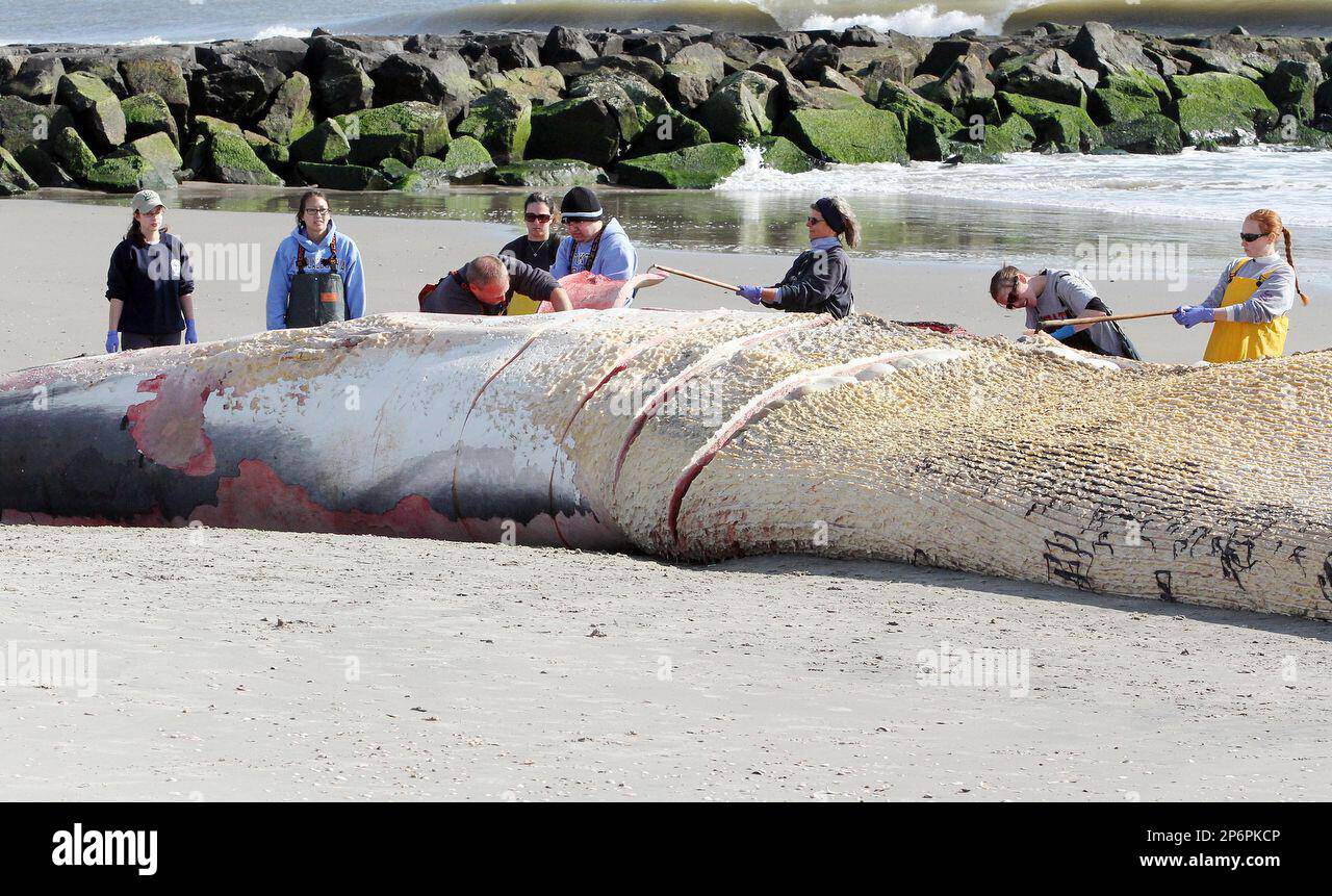 Largest Whale Ever Beached