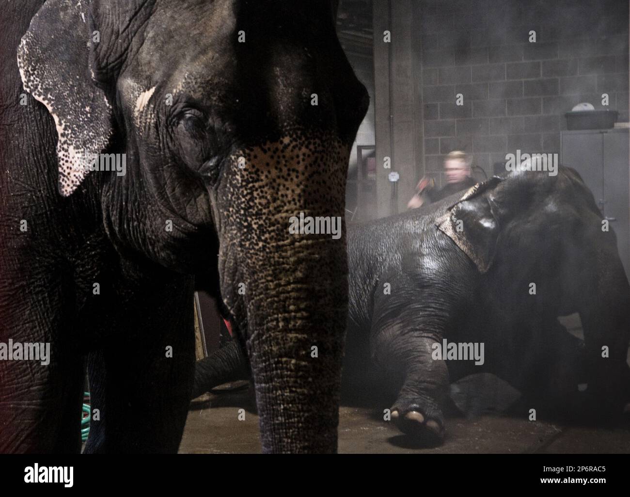 Vicky the elephant stands around as William Morris, of Tampa, Fla