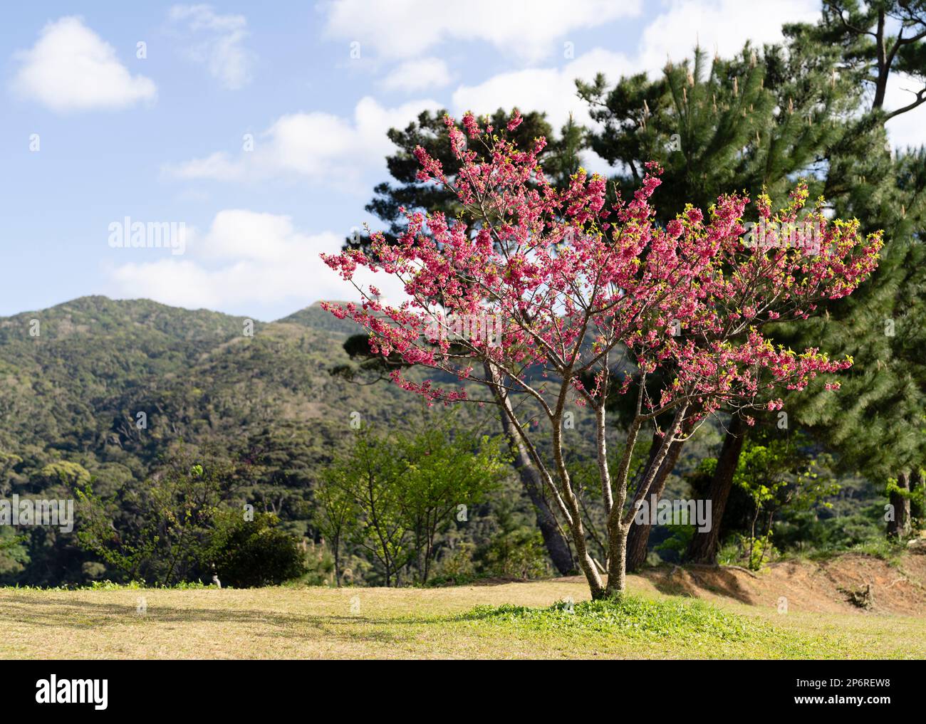 Sakura Cherry tree in bloom at Mount Yae in Motobu, Okinawa Stock Photo