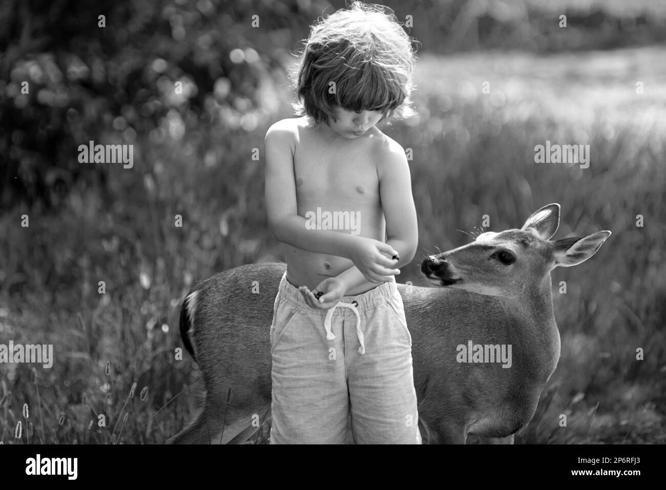 Kid Riding A Deer Cute kid boy feeding a deer. Pretty boy with graceful animal at park or ...