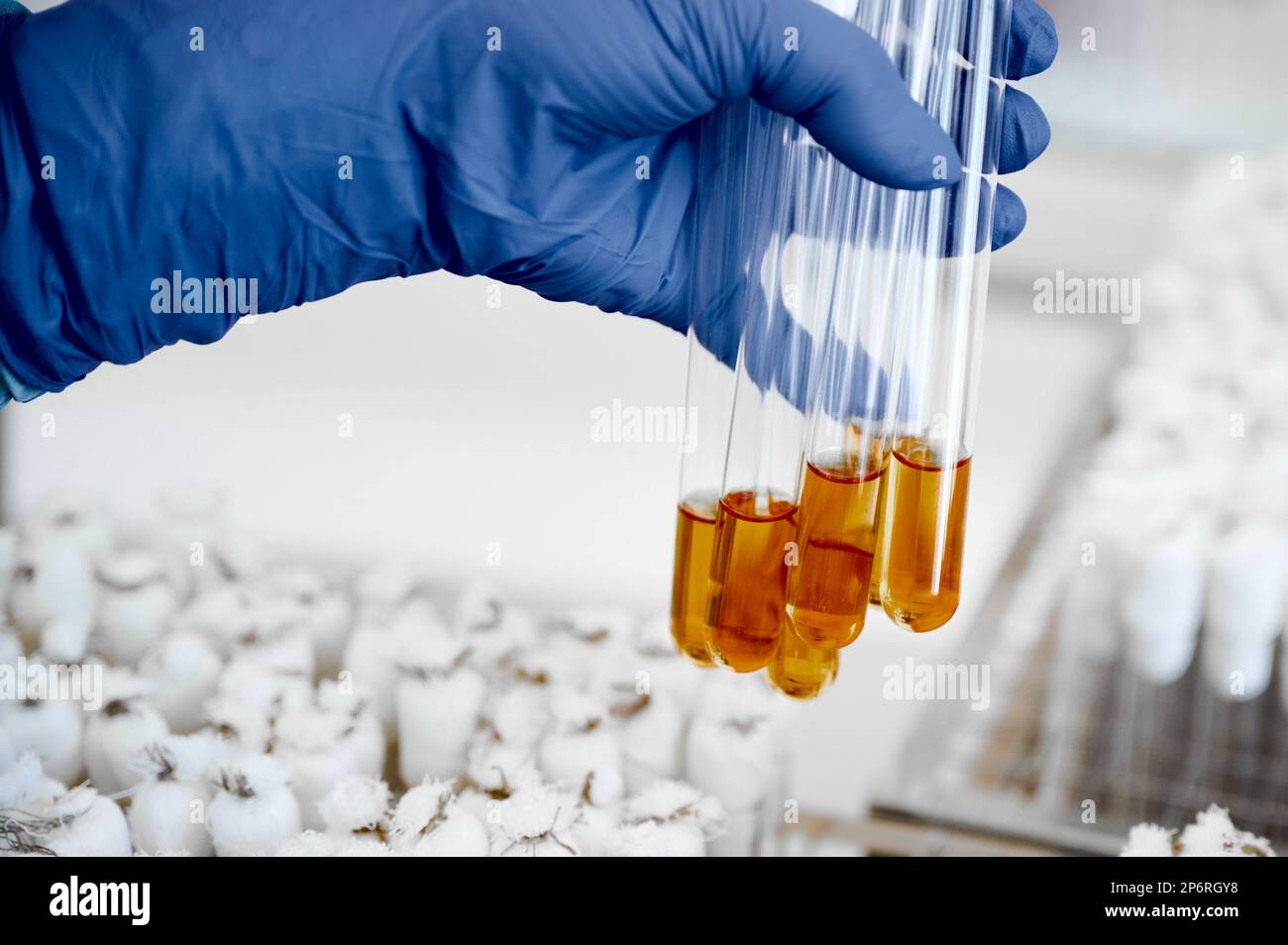 Glassware with samples for working on bacterial culture Stock Photo Alamy