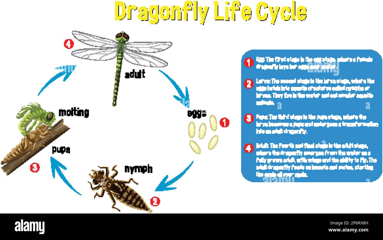 Damselfly Life Cycle damselfly-life-cycle