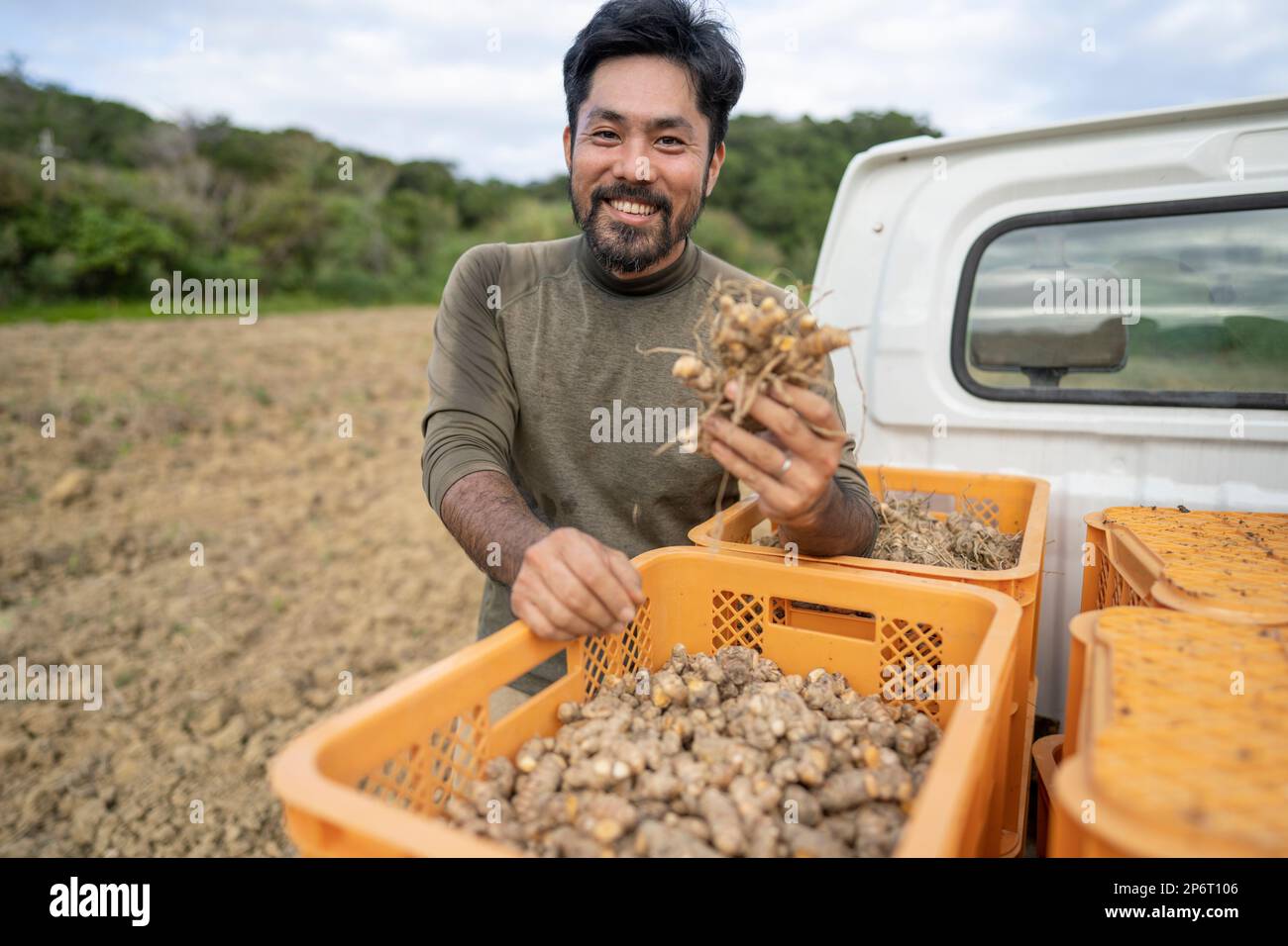 Turmeric (Curcuma longa) farming in Okinawa, Japan. Stock Photo