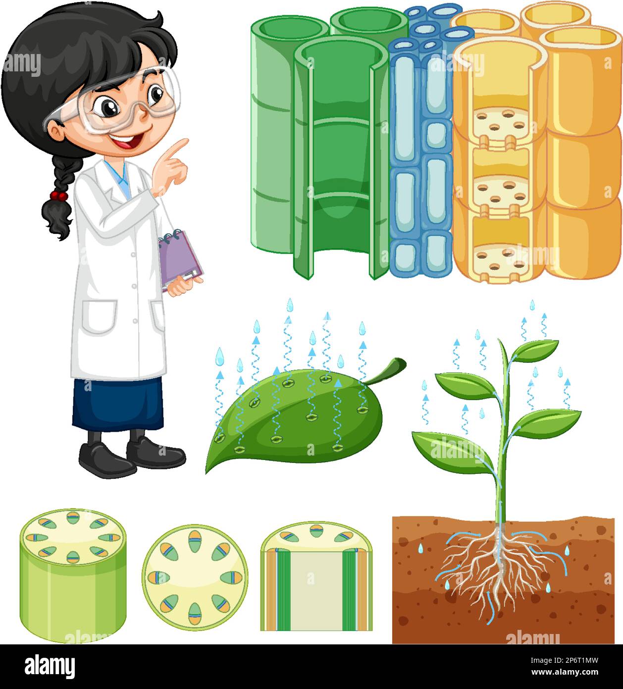 Cross section plant student hi-res stock photography and images - Alamy