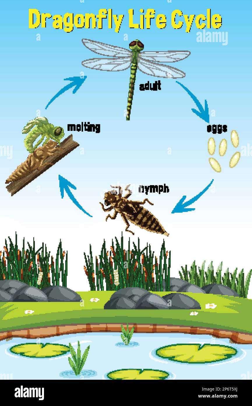 Damselfly Life Cycle Diagram damselfly-life-cycle-diagram