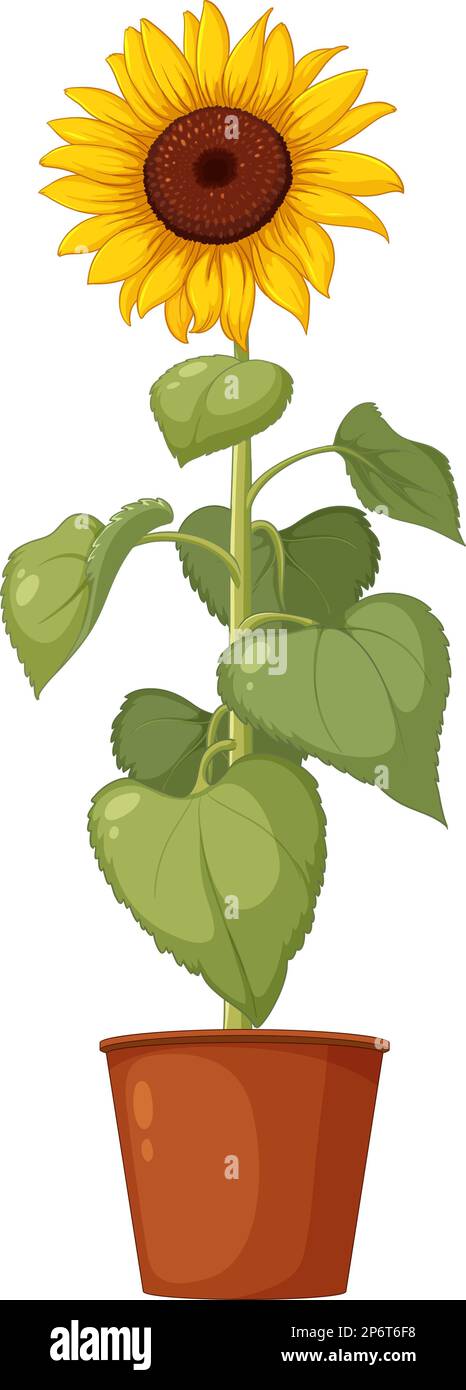 Sunflower in Pot on White Background illustration Stock Vector Image ...