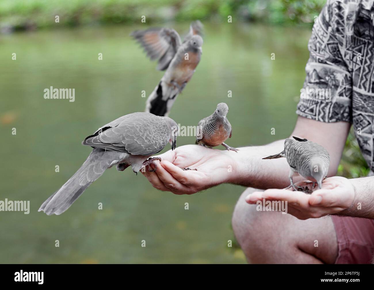 Dove's landing on a man's hand to eat seed Stock Photo