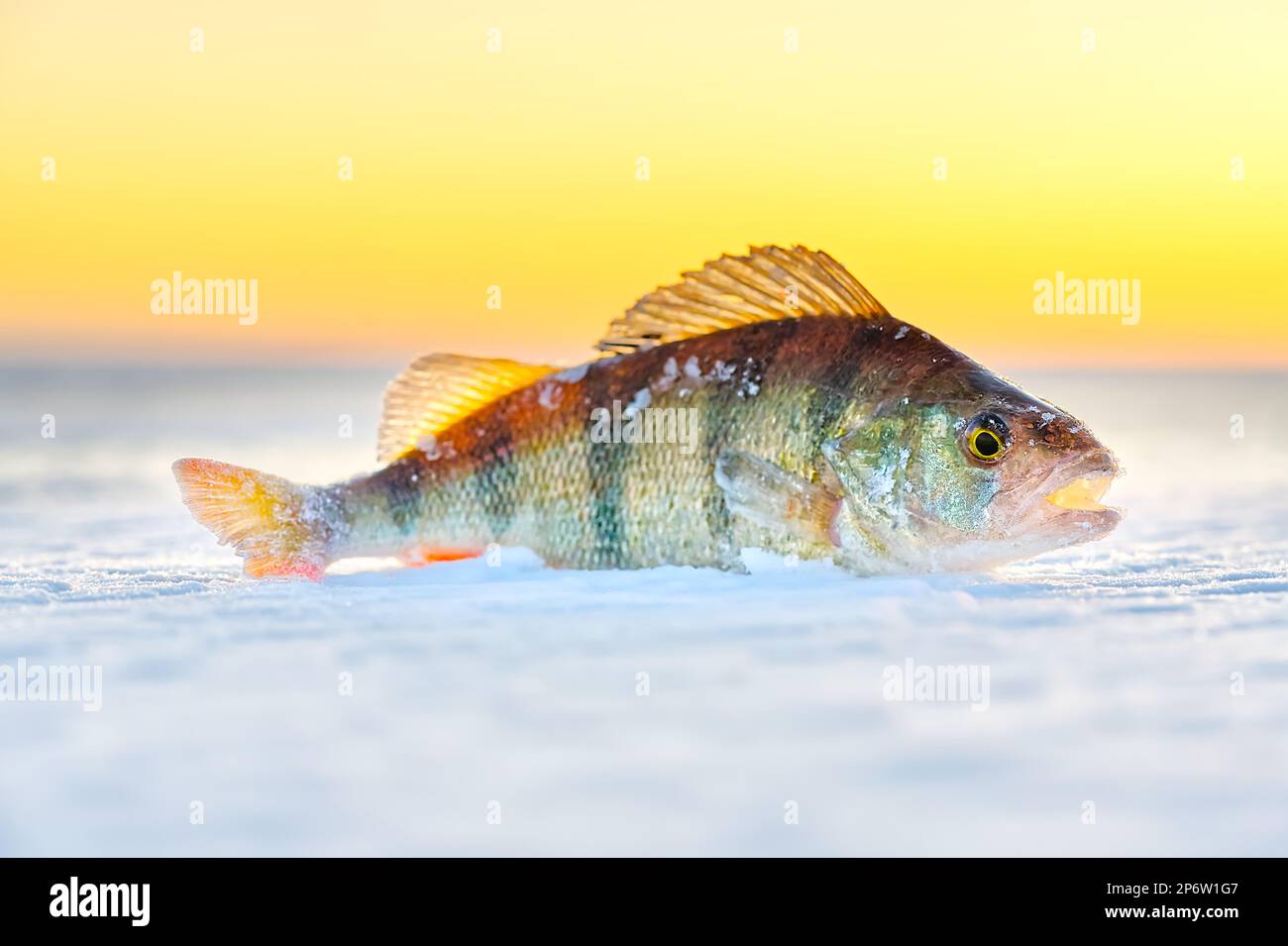 Ice fishing perch on the snow. winter fishing, perch fish on the