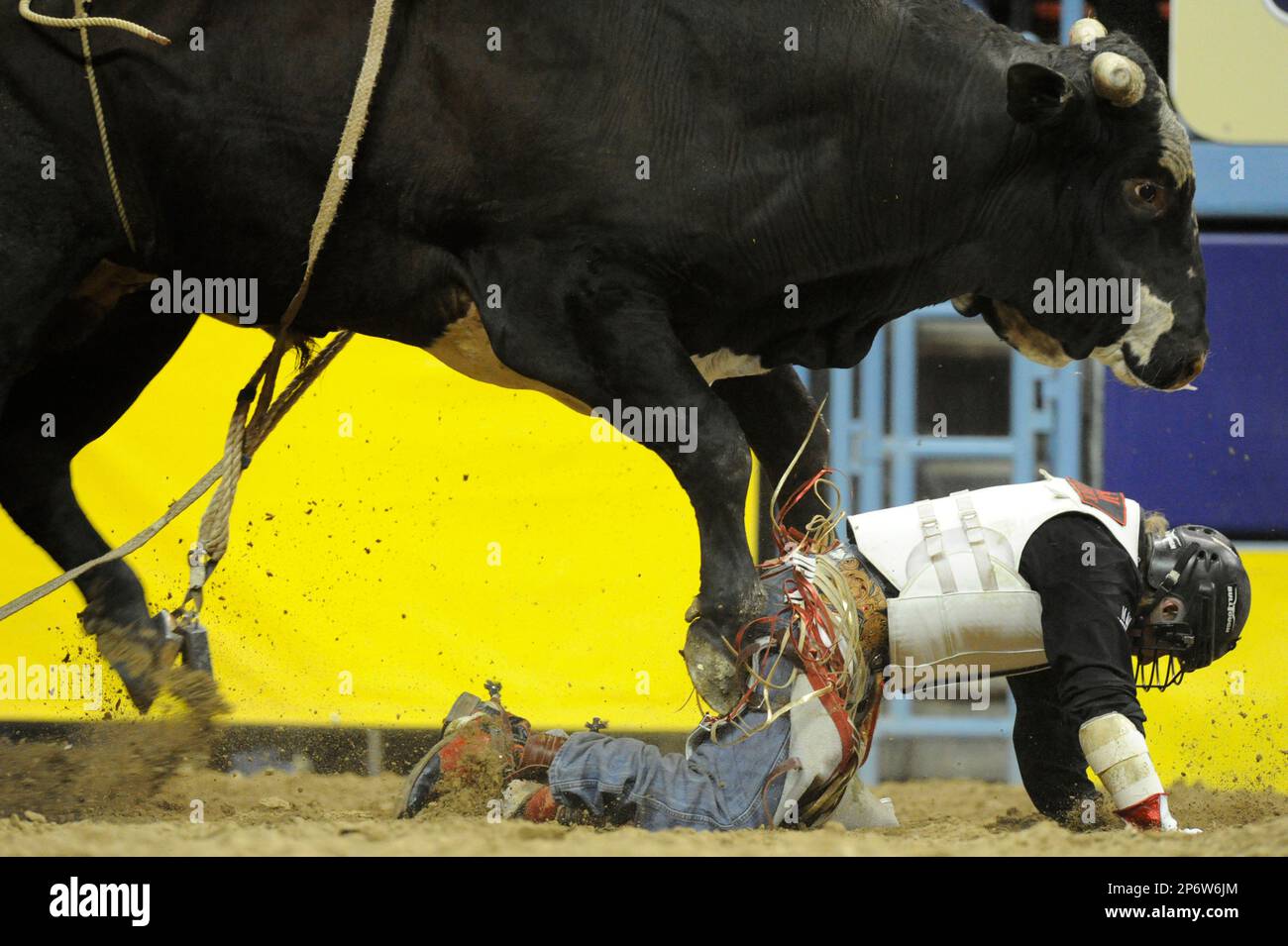 2011 DEC 10: The bull named Diamond Joe charges rider Bobby Welsh of ...