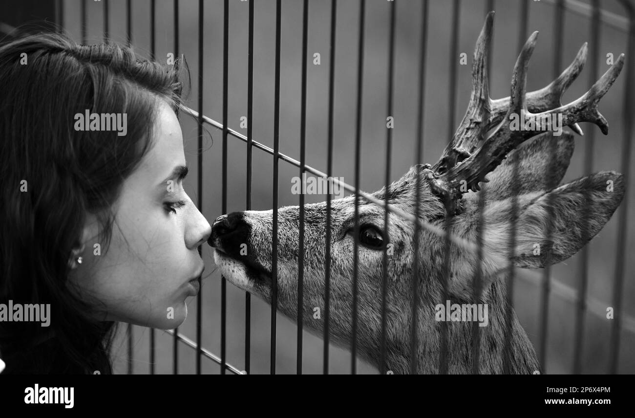 Deer bambi in zoo cage. White-tailed roe and wild animals concept. Girl feeds a fawn carpeolus in park. Stock Photo