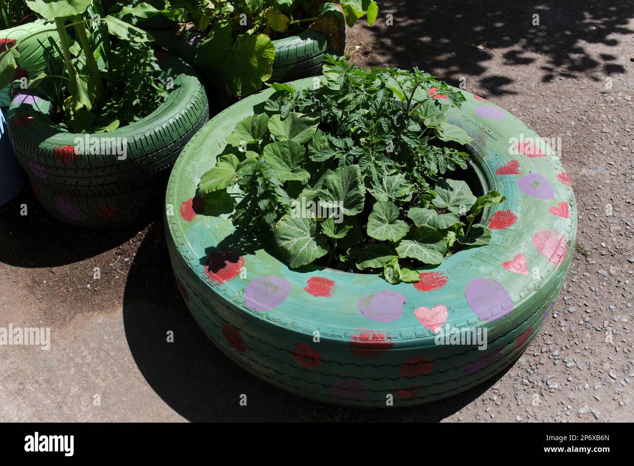Plants in reused old tires in an urban vegetable garden, sustainable production of healthy food in the city. Concepts of agriculture, sustainability a Stock Photo