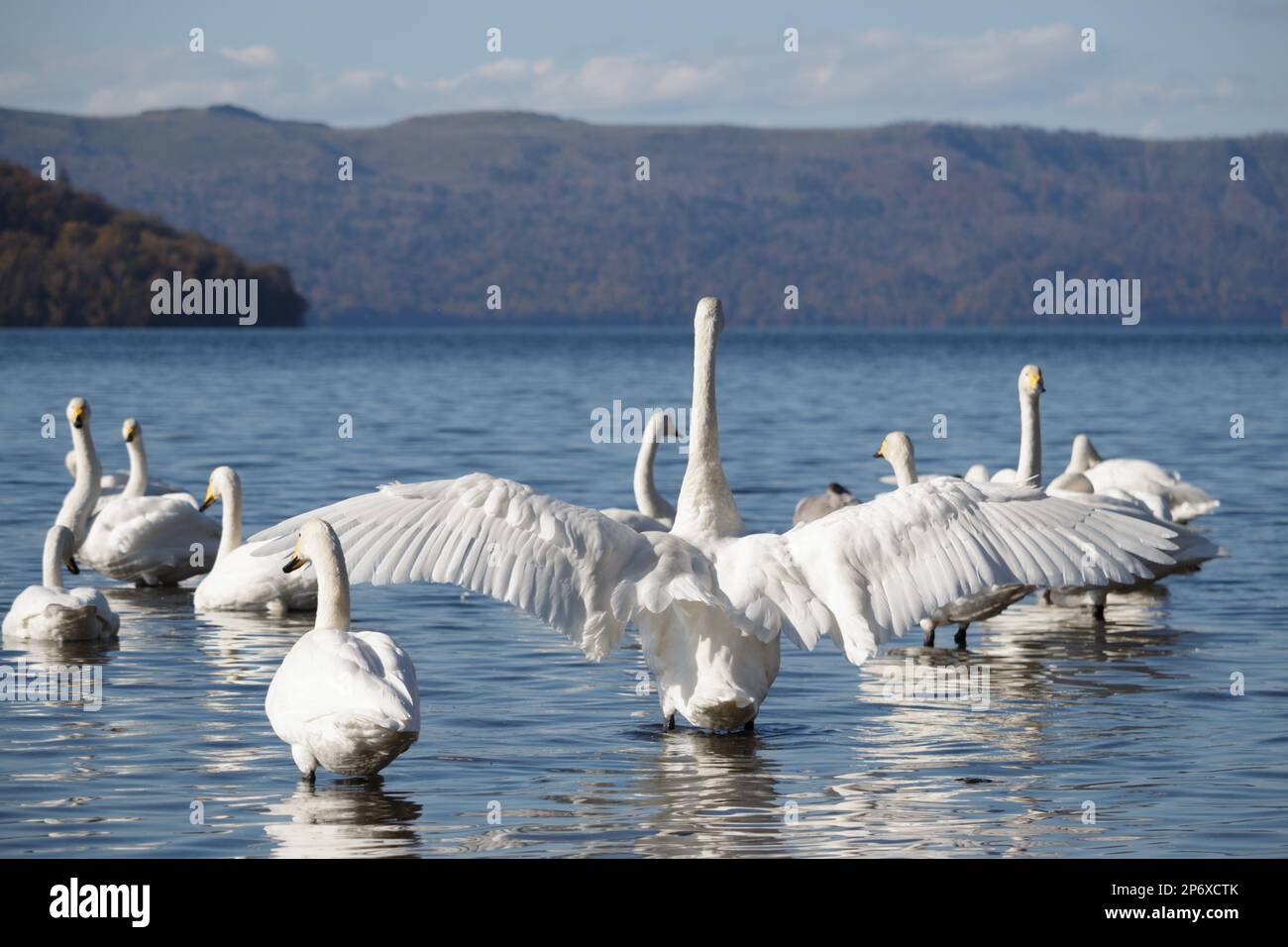 Wingspan of whooper swan on a lake Stock Photo