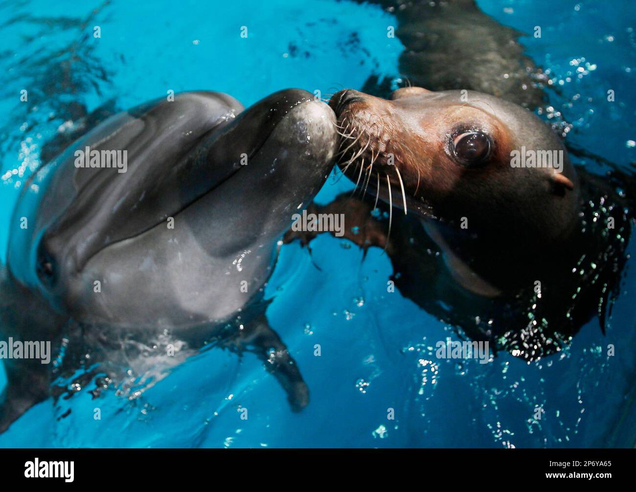 A Dolphin And A Seal Kiss Each Other During A Show At Aburatsubo Marine A Dolphin And A Seal Kiss Each Other During A Show At Aburatsubo Marine