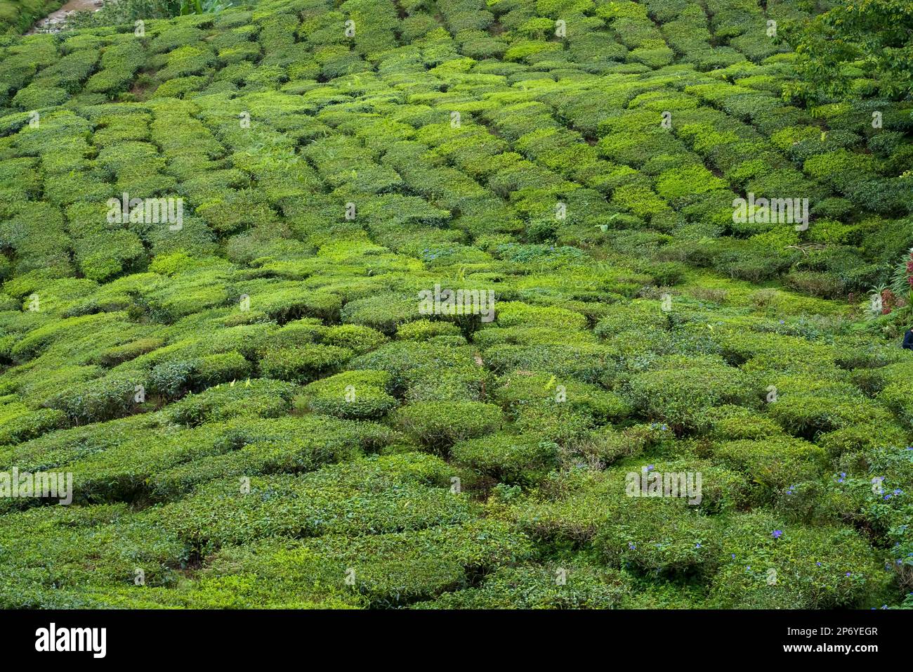 Tea plantation field in Cameron highlands, Malaysia. Green Tea garden