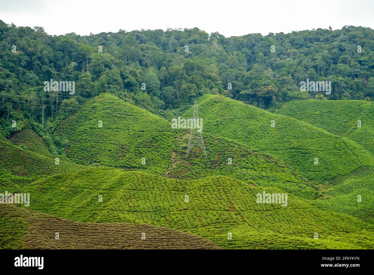 Tea plantation landscape in Cameron highlands. High voltage power line ...