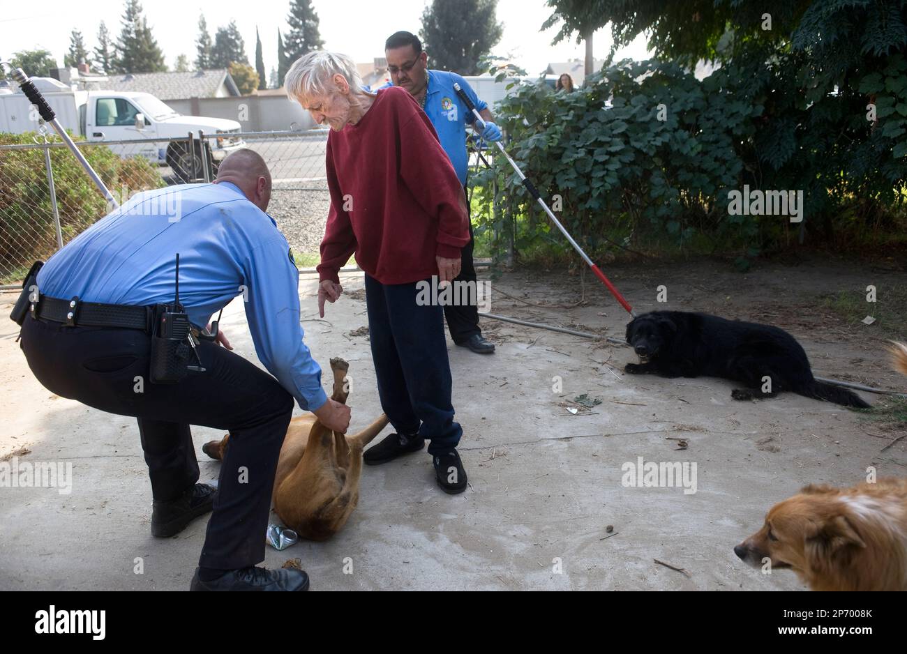 Porterville dog cheap pound