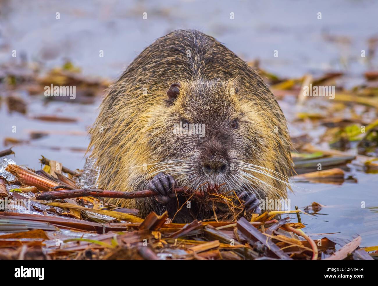 Coypu Myocastor coypus, also known as river rat or nutria, is large