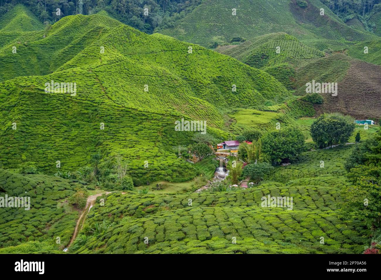 Tea plantation field on Cameron Highland. Village house and waterfall