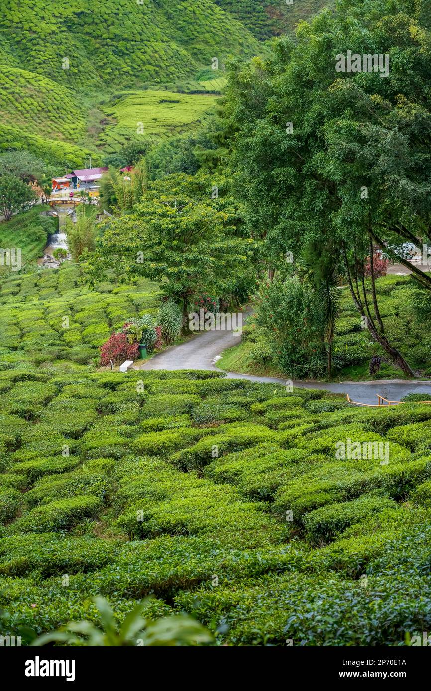 Scenic road in green tea plantations in mountain. Tea garden with widing road. Tea meadow with road and tree. Nature landscape of Cameron highlands, M Stock Photo