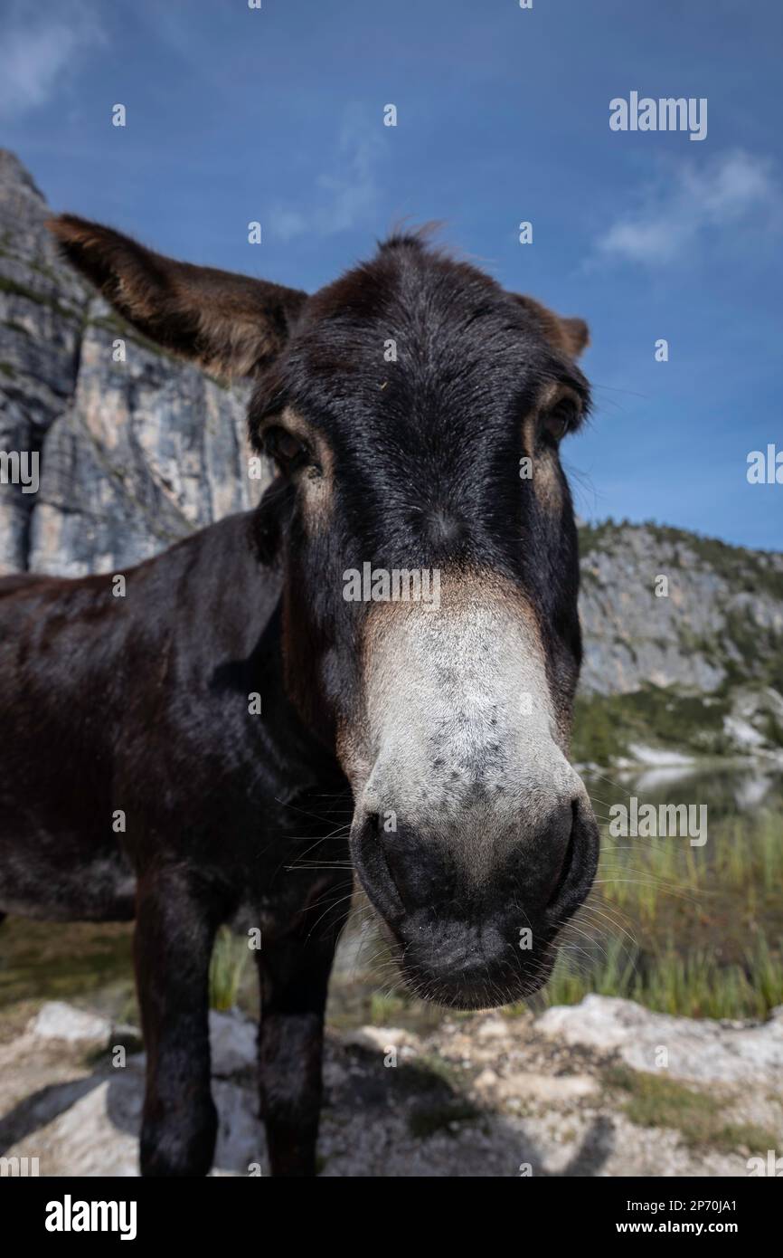 Picture of a donkey at Lake Croda da Lago, Cortina d'Ampezzo, Italy Stock Photo