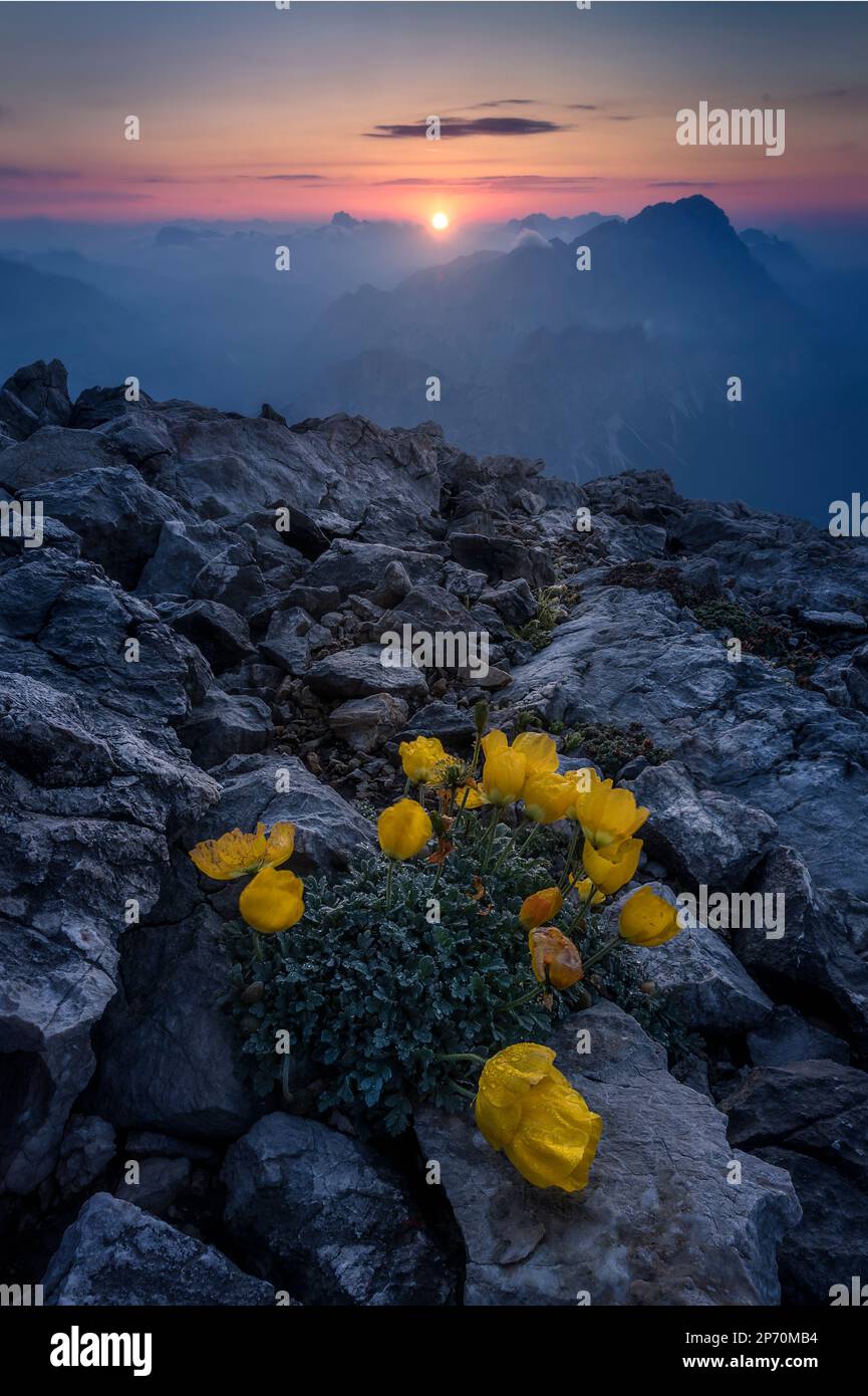 Picture of some yellow poppy flowers at sunrise on mount Tofana di Mezzo in Cortina d'Ampezzo, Italy Stock Photo