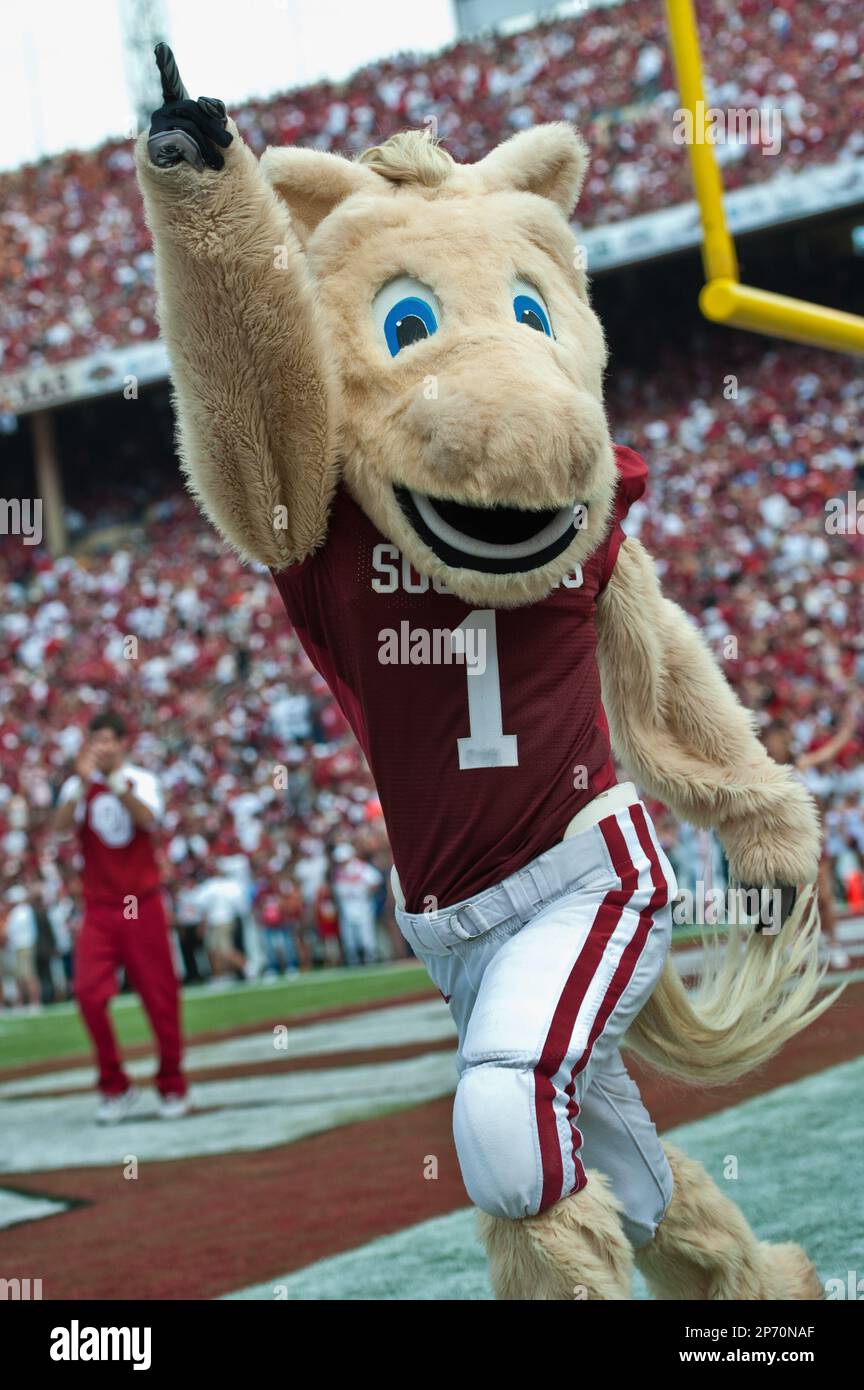 08 Oct 2010: .Oklahoma Sooner Mascot during the game between the Texas ...