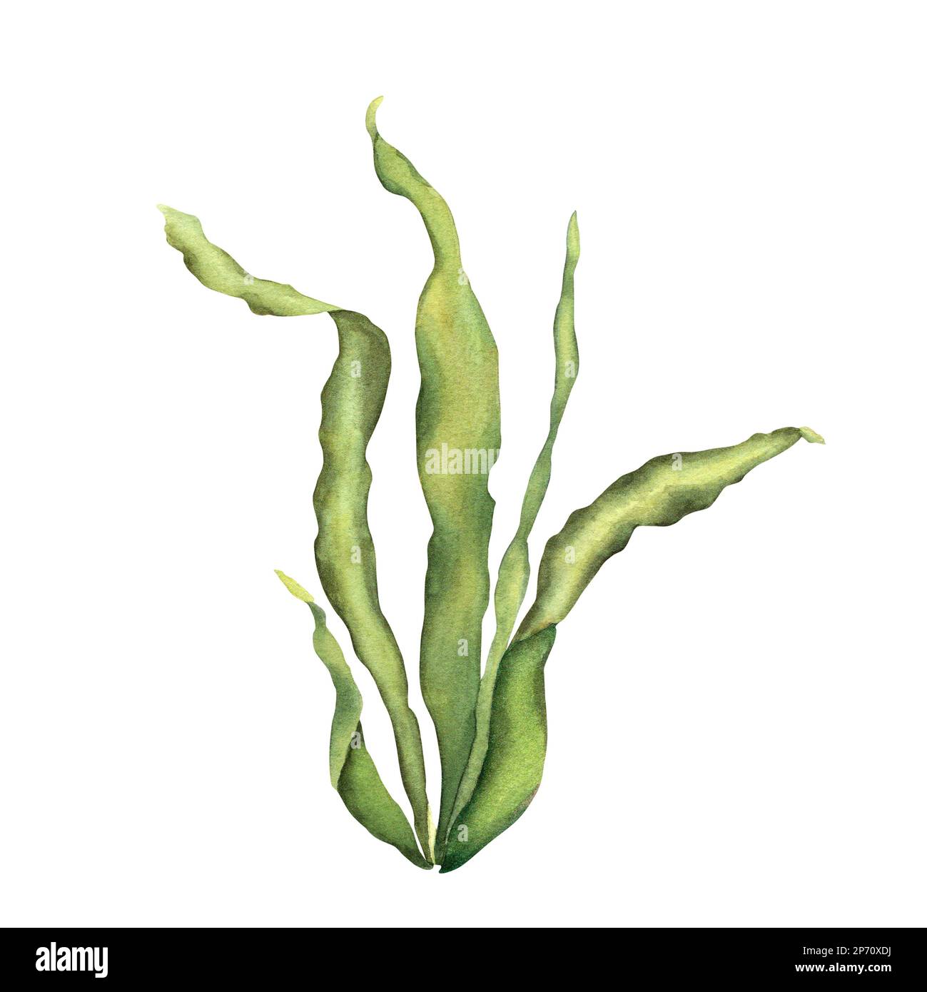 Sea Ocean Aquarium Plant Watercolor Illustration Isolated On White Sea ocean aquarium plant watercolor illustration isolated on white