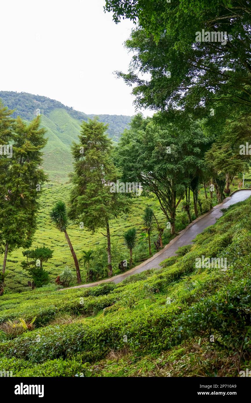 Scenic road in green tea plantations in mountain. Tea garden with widing road. Tea meadow with road and trees. Nature landscape of Cameron highlands, Stock Photo