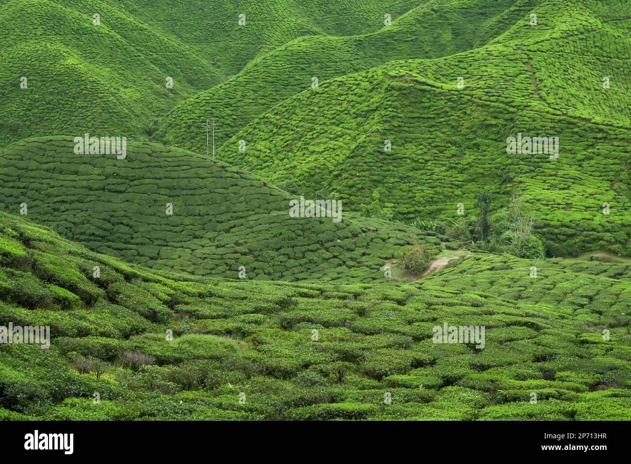Tea plantation landscape in Cameron highlands, Malaysia. Green Tea