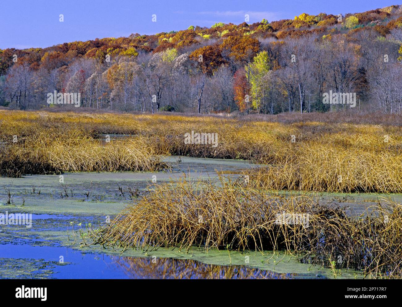 Conneaut Marsh, a large freshwater wetland in Crawford County, Pennsylvania Stock Photo