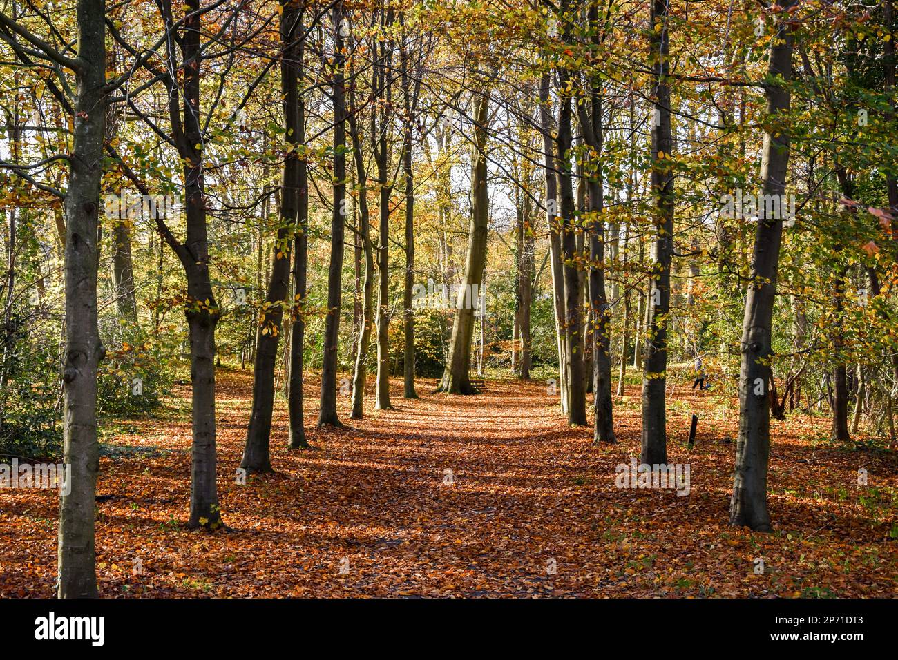 Seasons fore hi-res stock photography and images - Alamy