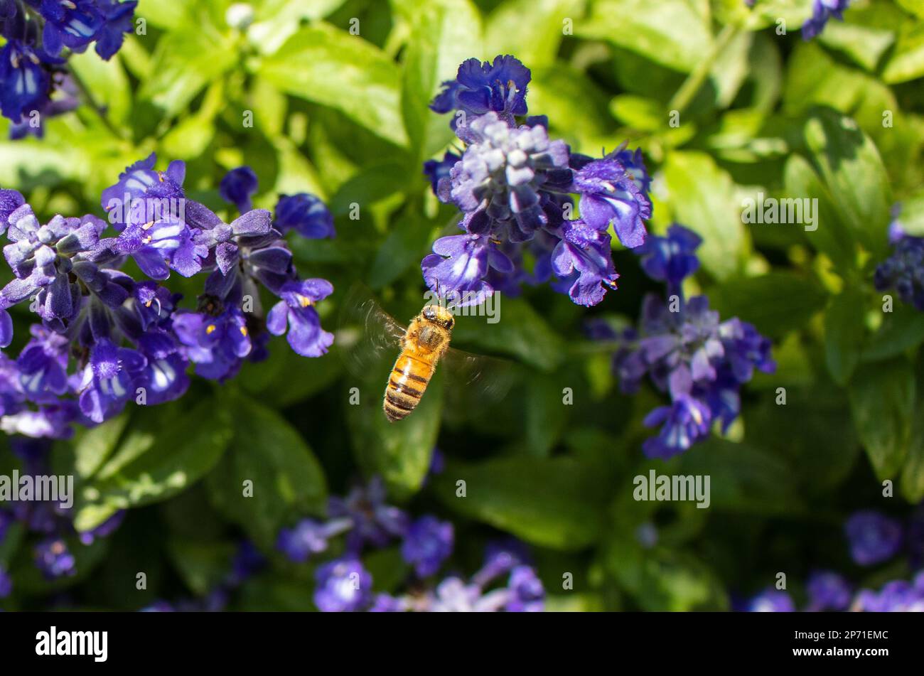 Closeup of Western Honey Bee working and pllinating a Teaxas Mealy Blue Sage Salvia Farinacea in a garden in Central Texas Stock Photo
