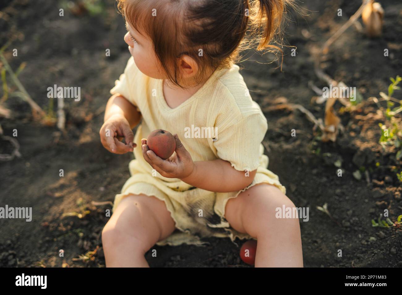 Baby girl holding a tomatoe in hand and looking away sitting on the ground with the desire to eat it. Dirty unwashed fruit. Nature summer. Garden Stock Photo