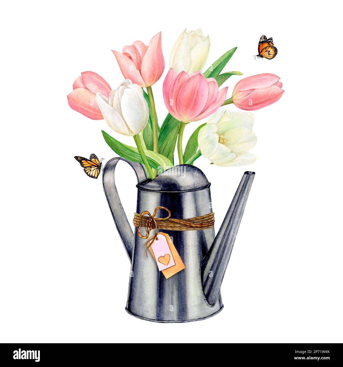 Watercolor illustration of rich bouquet of pink and white tulips in a watering can. There are two butterflies on the can and near it.  Stock Photo