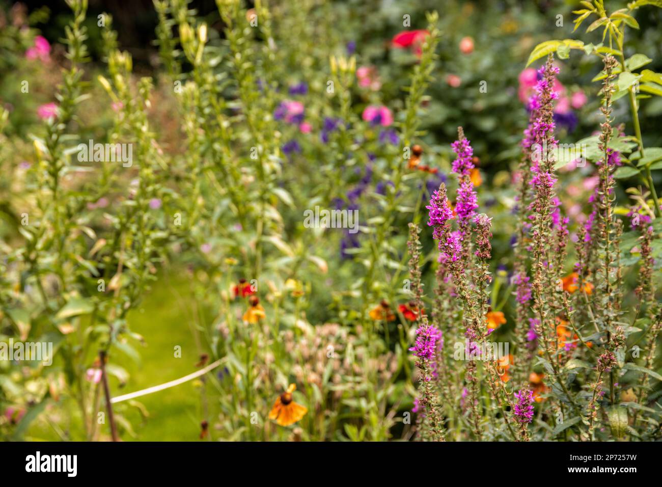 wildflowers and other flowers in the garden with text overlay that