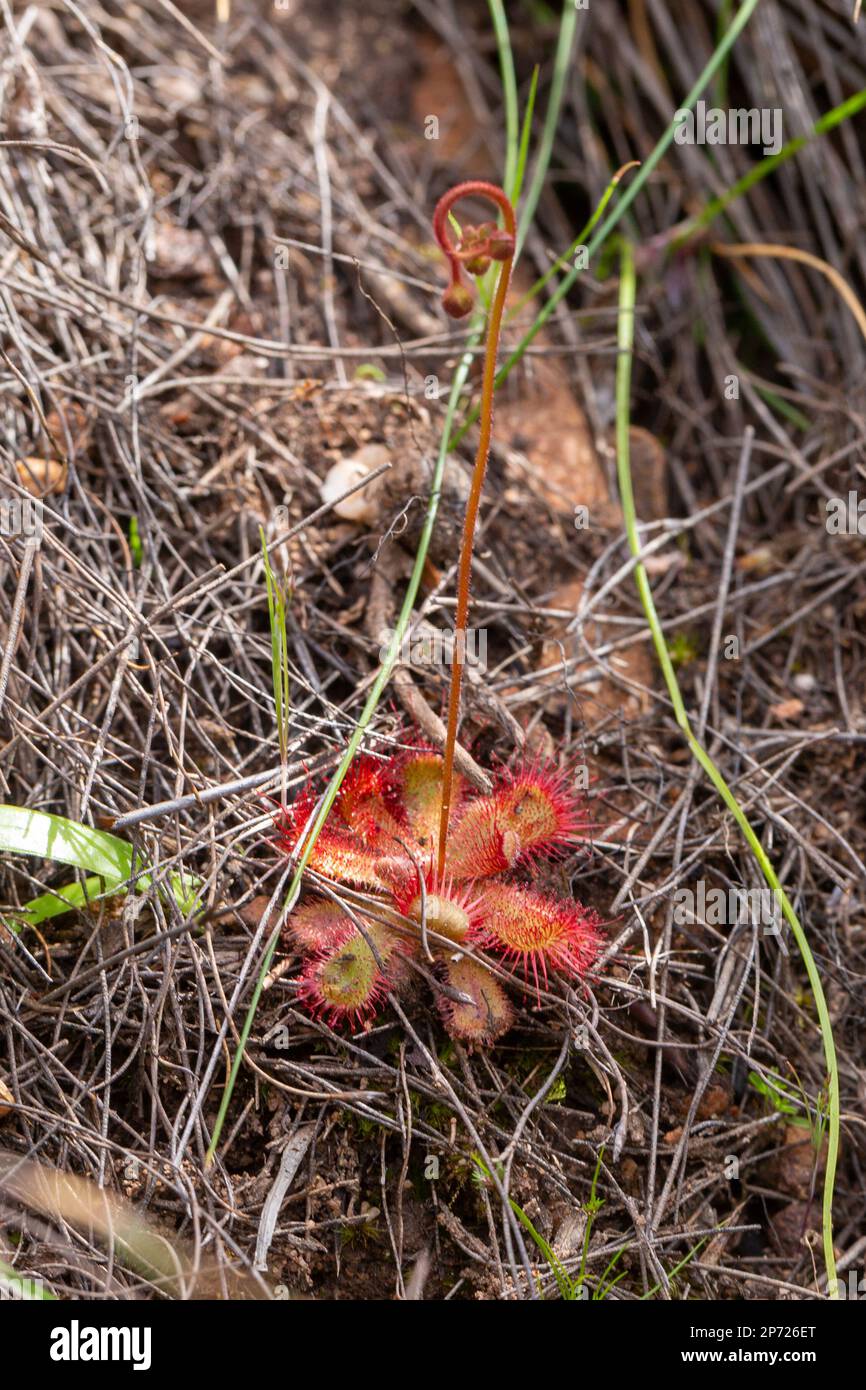 Single plant of Drosera trinervia in the Bain's Kloof Stock Photo