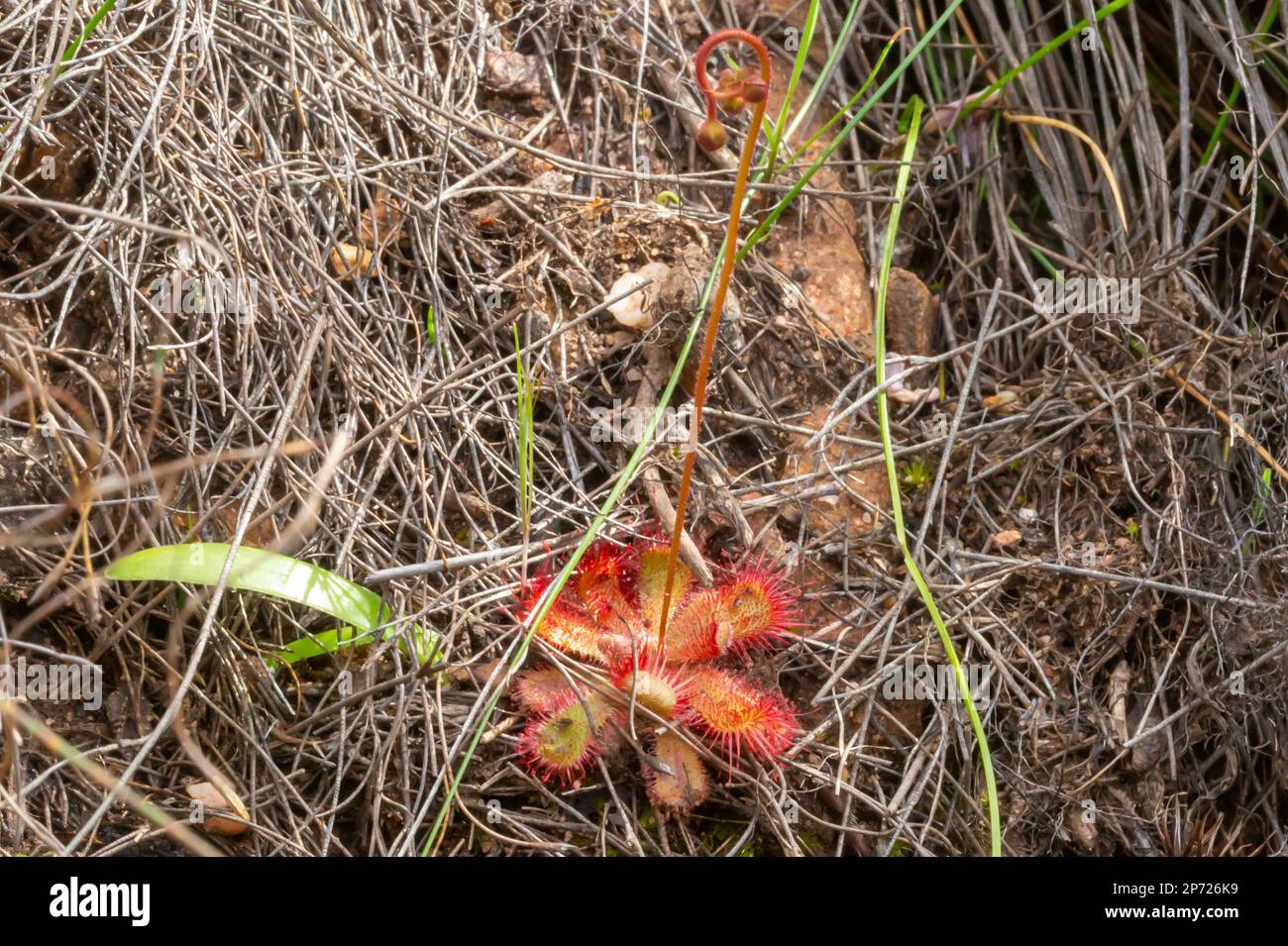 Single plant of Drosera trinervia in the Bain's Kloof Stock Photo