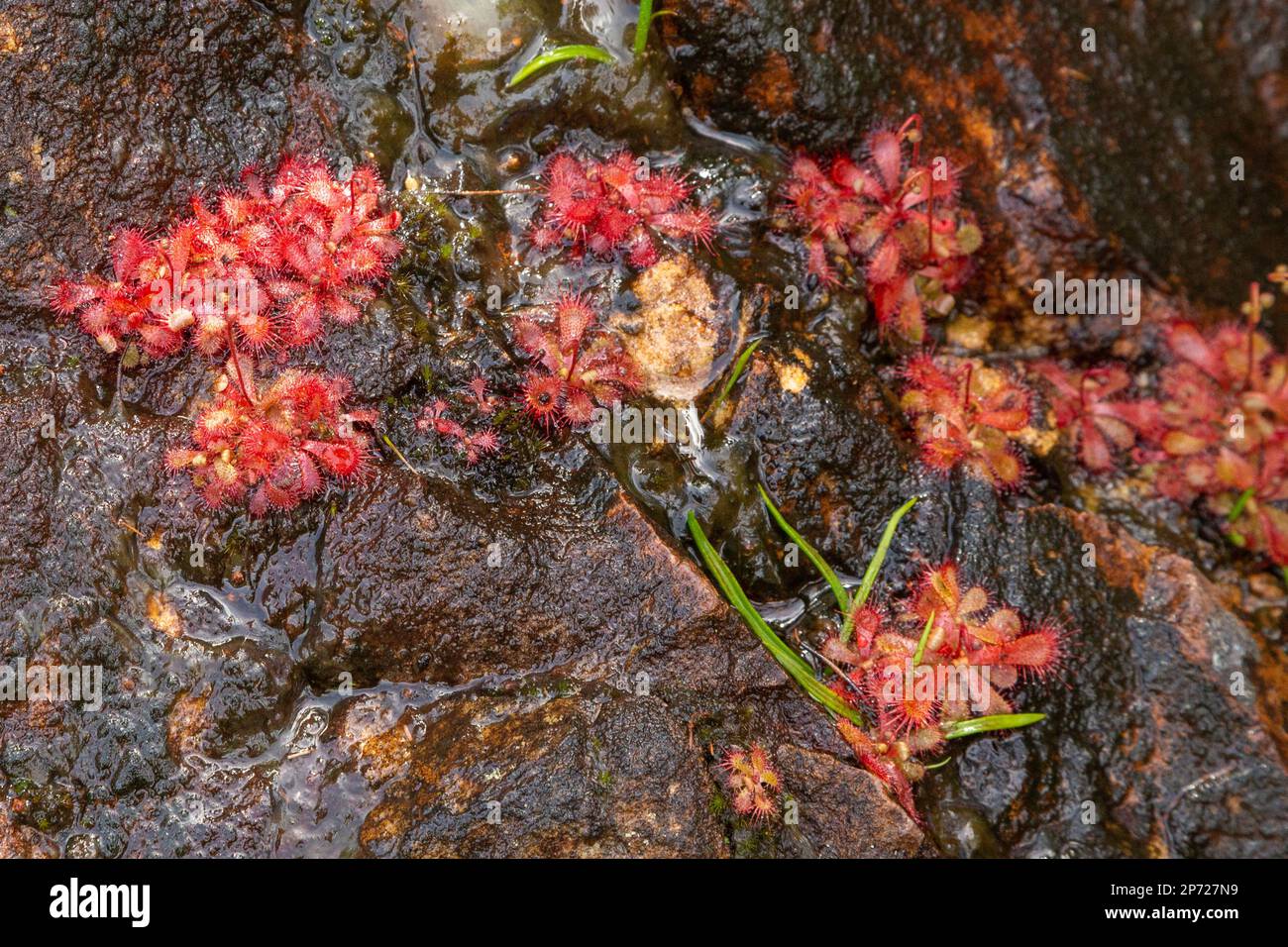 Some Drosera trinervia growing in some algae in the Bain's Kloof Stock Photo