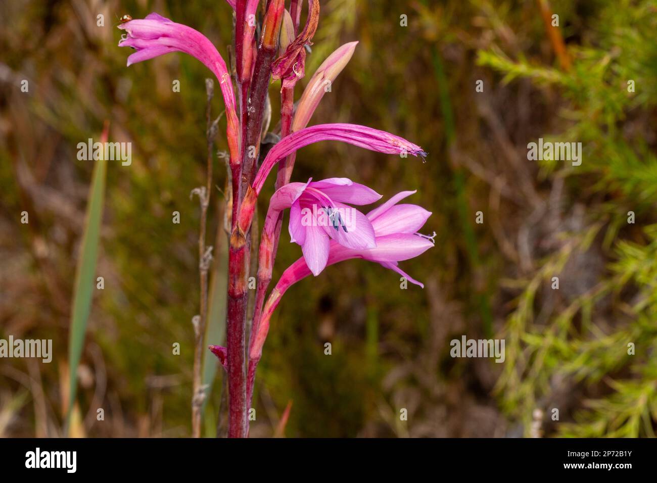 pink flowered Watsonia sp. Stock Photo