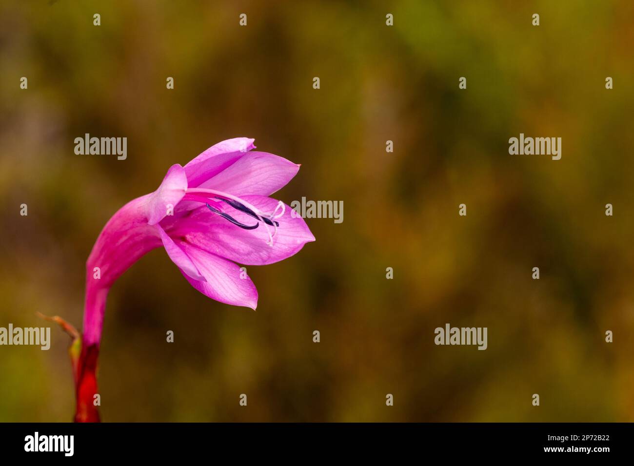 Single pink flower of a Watsonia sp. with copyspace Stock Photo